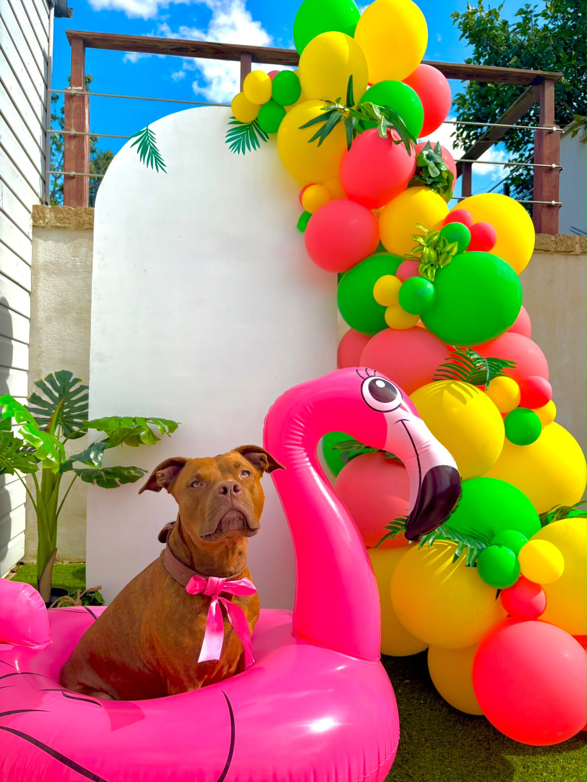 Arche de ballons colorés sur le thème tropical